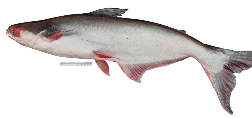 Pangasius compared to other whitefish for fish cake and surimi